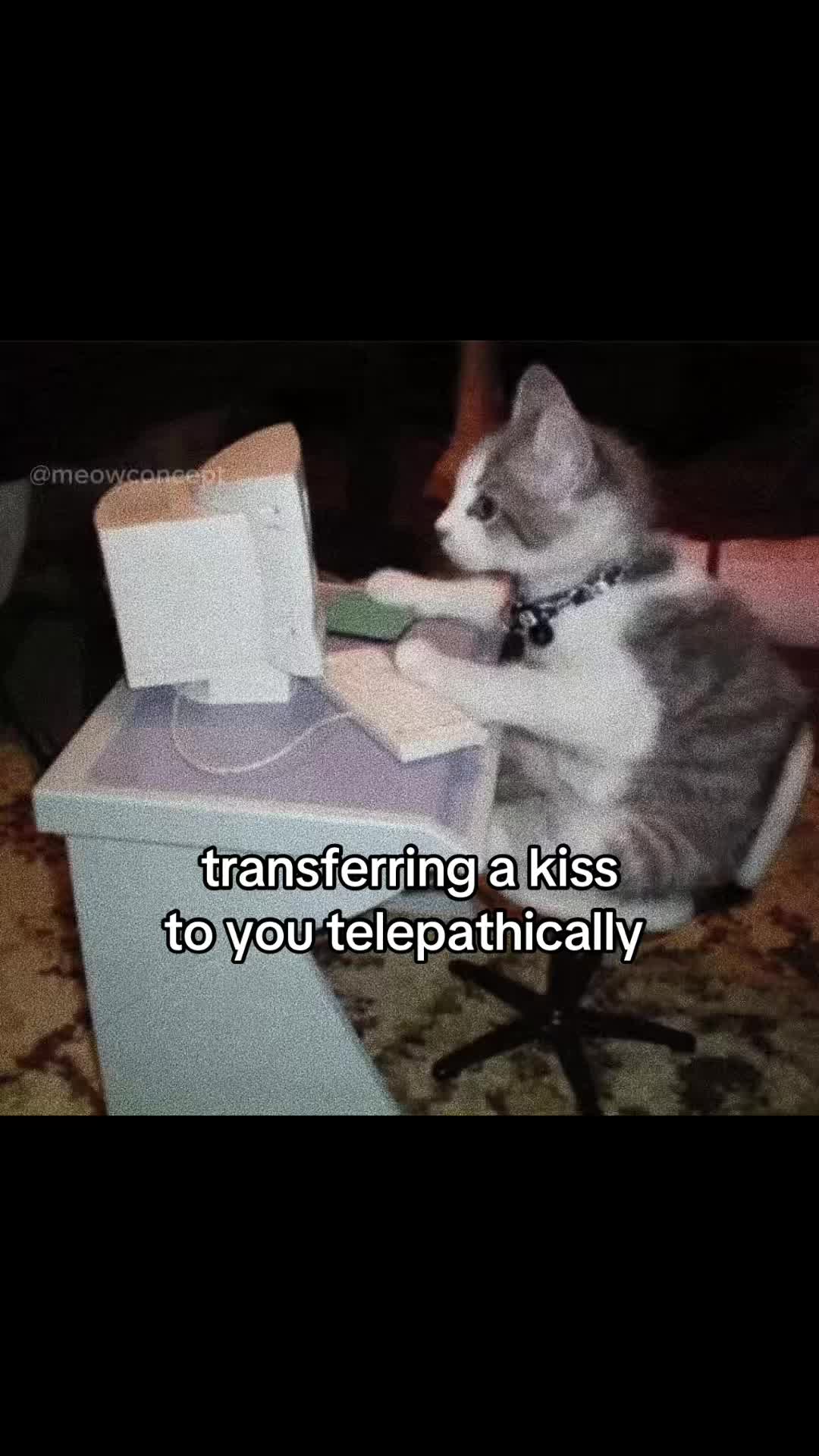 @meowconcept