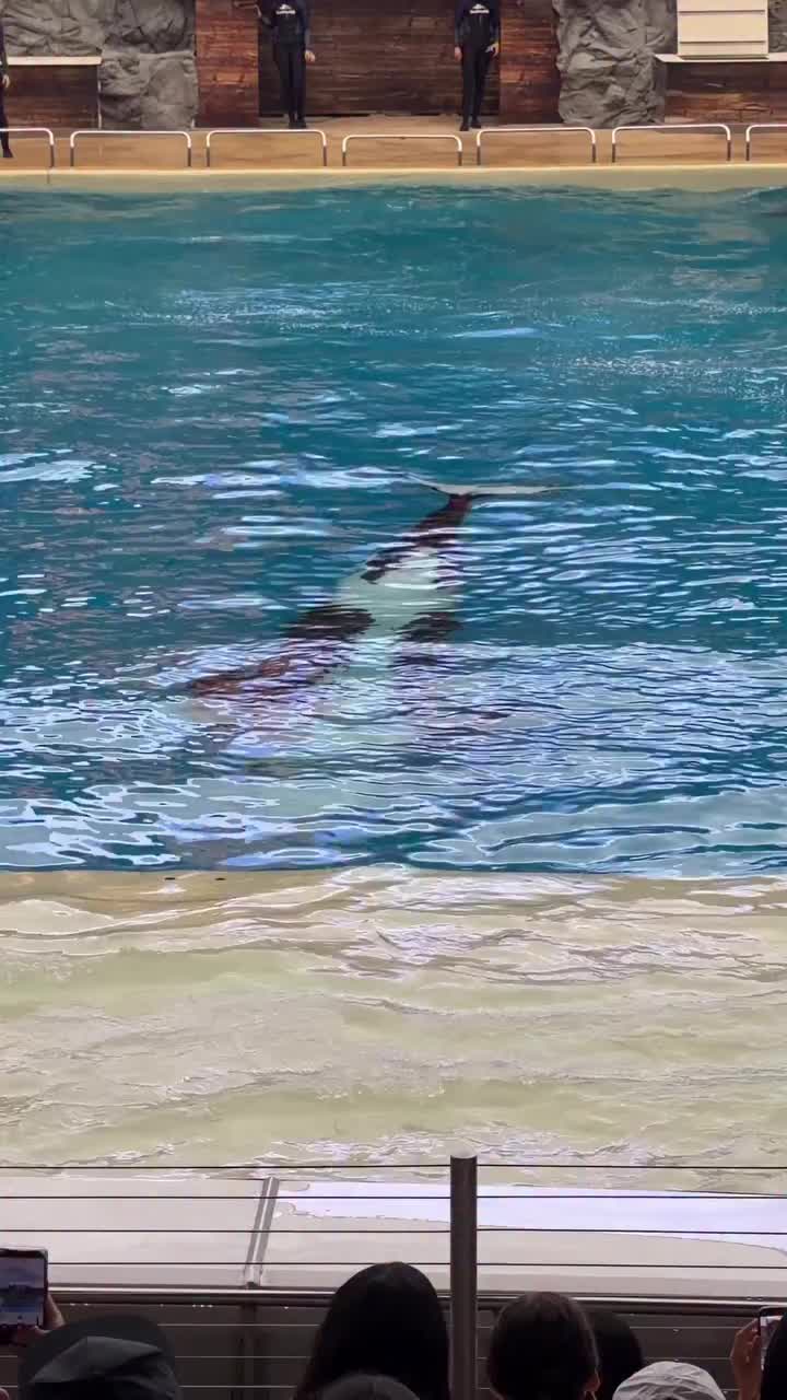 @Dolphin 🐬 World 🌎