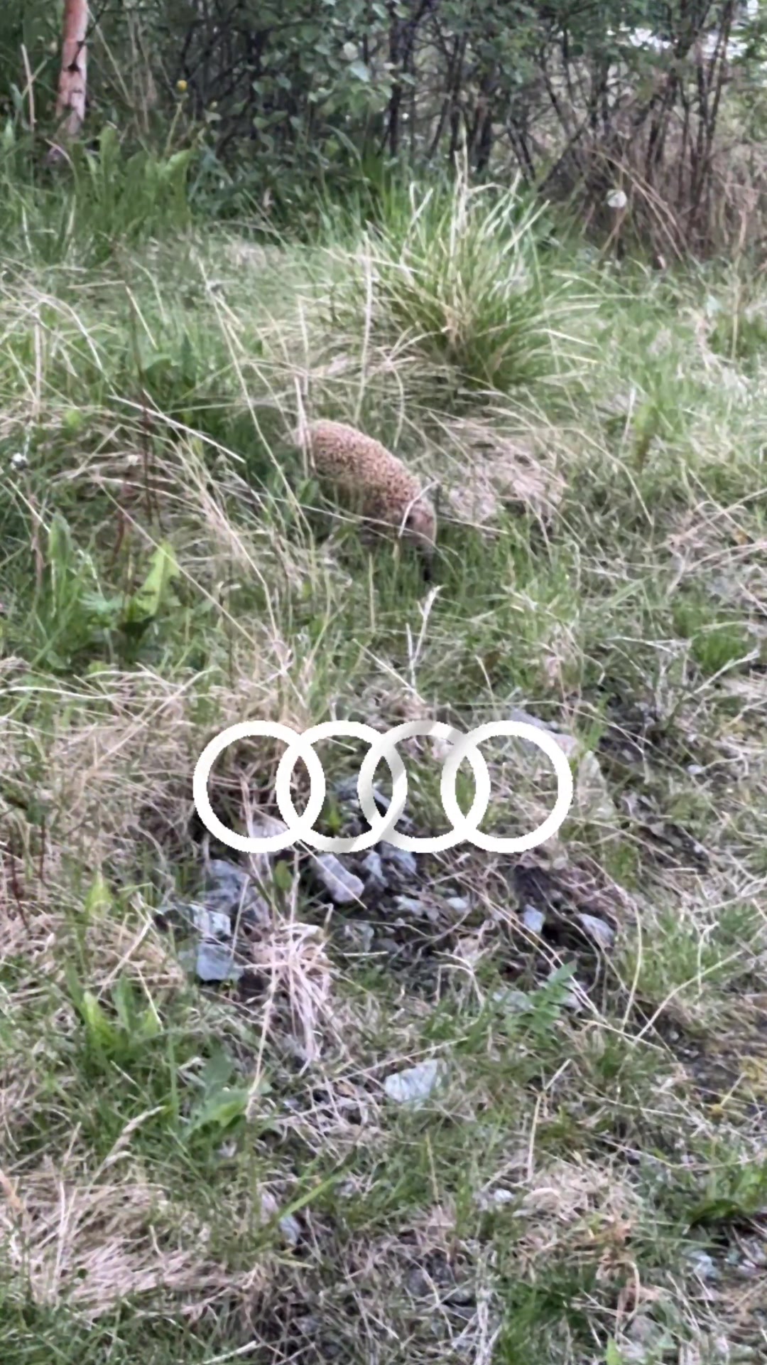 @AudiObsessed