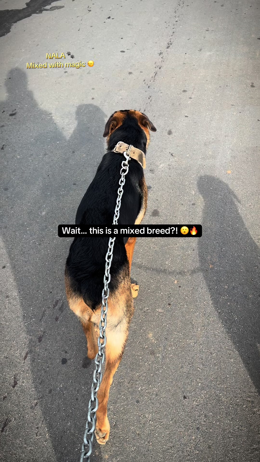 @Nala & Eshe 🦴🐶