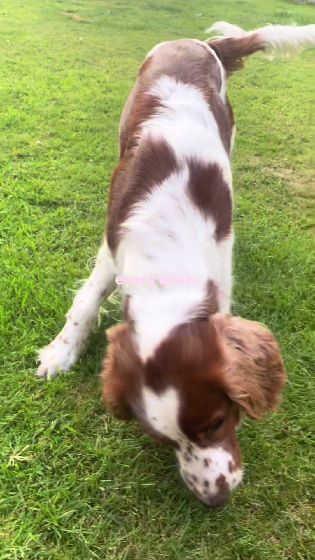 @nellie.the.welshie 🐾