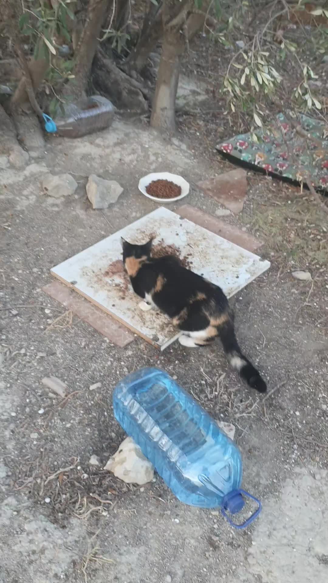 @Susancats