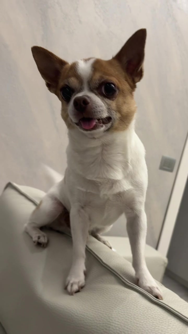 @Ninja_chihuahua