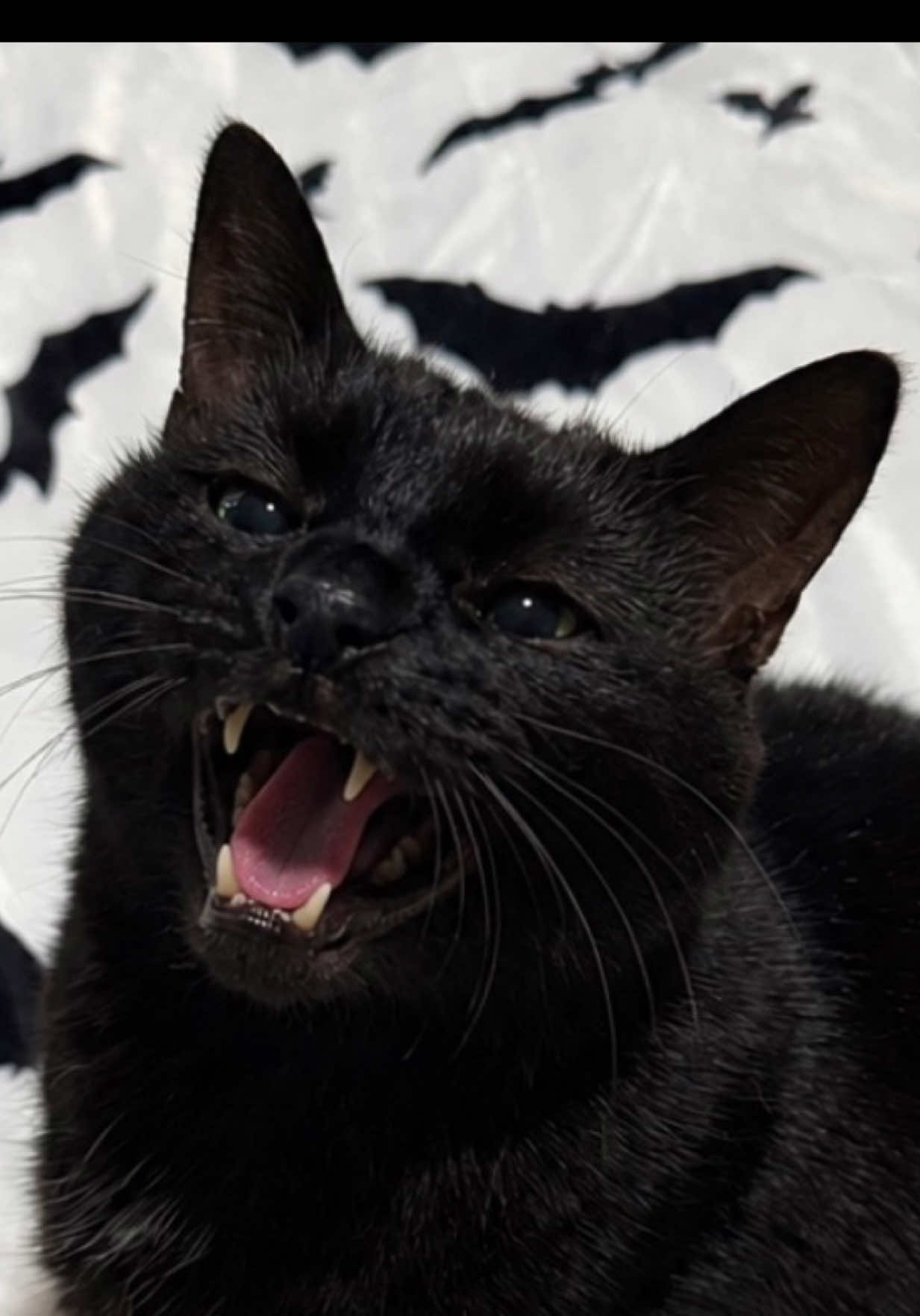 @Teefie_tribe 🐈⬛🐈⬛🐈🦷🦷
