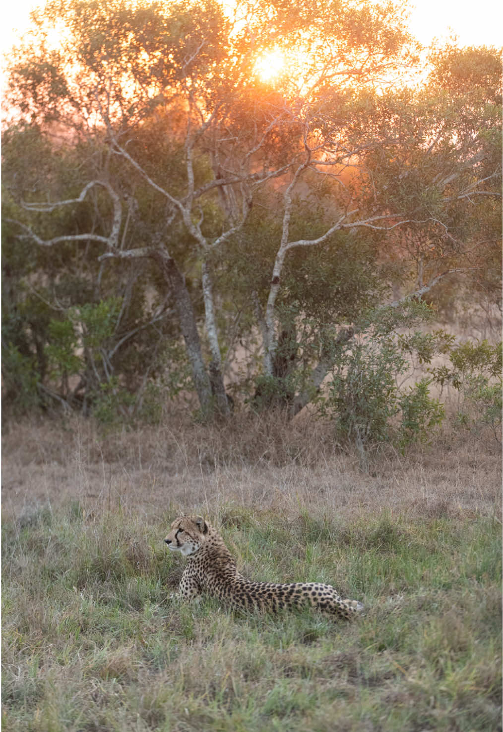 @Thornybush