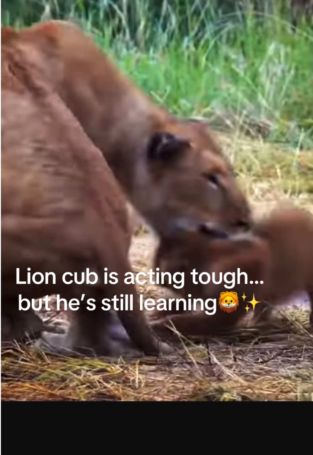 @KJ@LoveAnimalsEpicNature