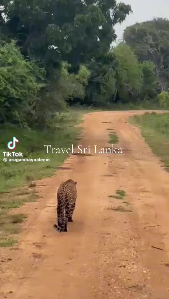 @Beast Travels