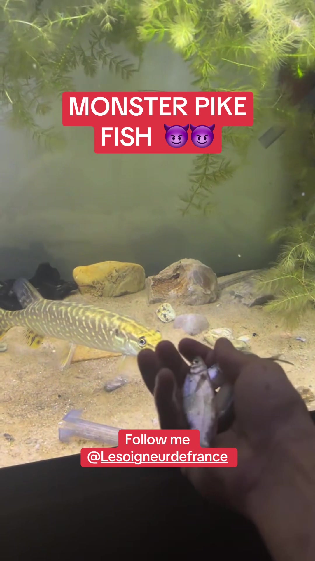 @OxarfisH ™