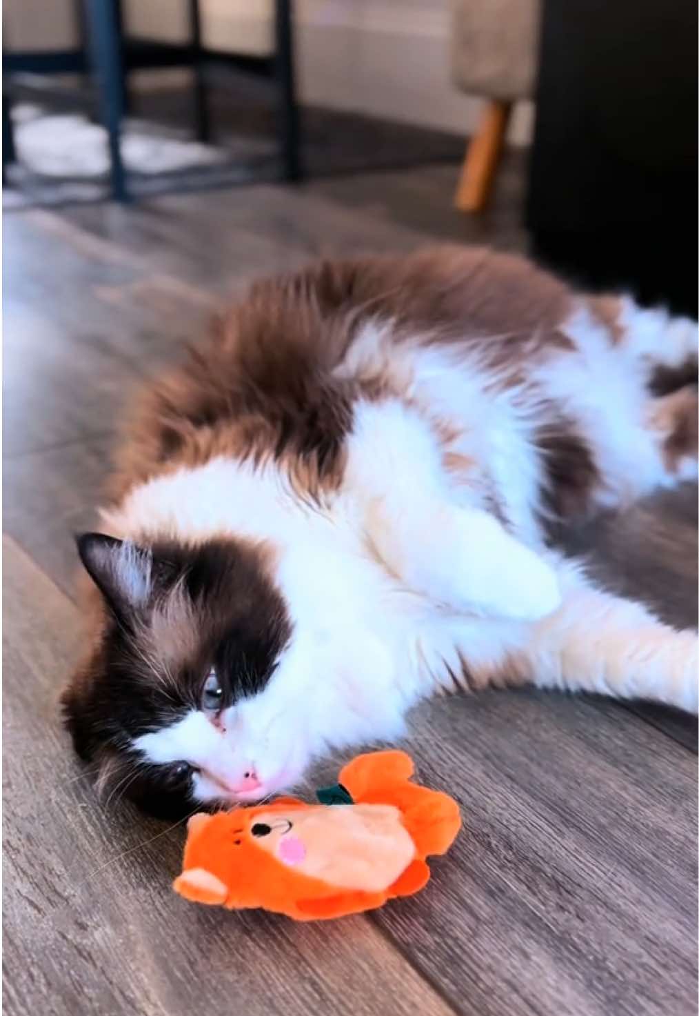 @Ted the ragdoll cat 🐾