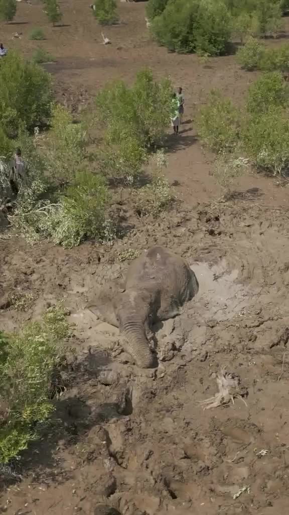 @SheldrickTrust
