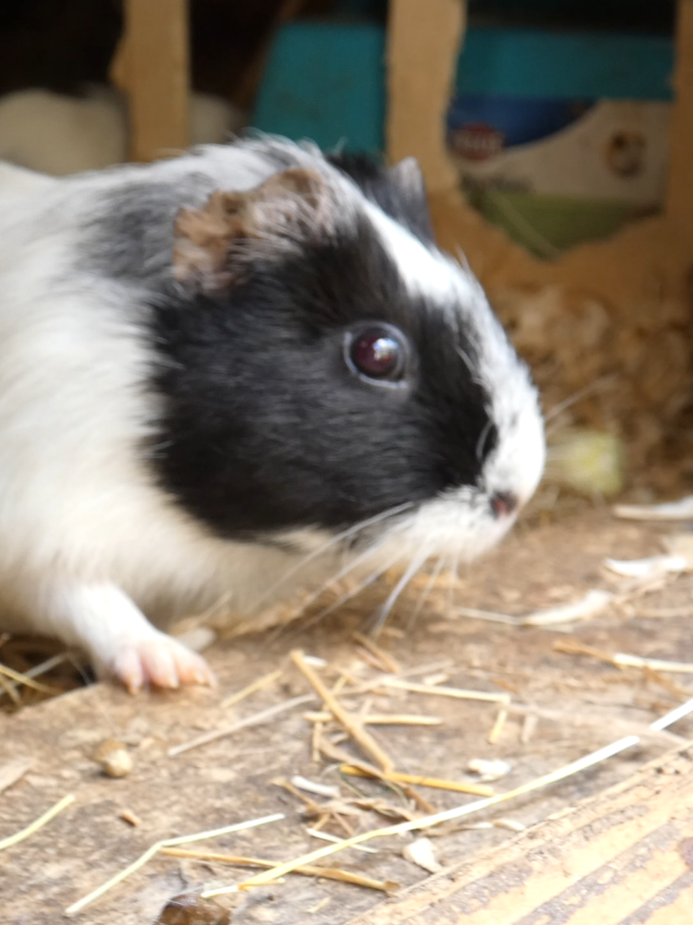 @Guinea Pig Dad