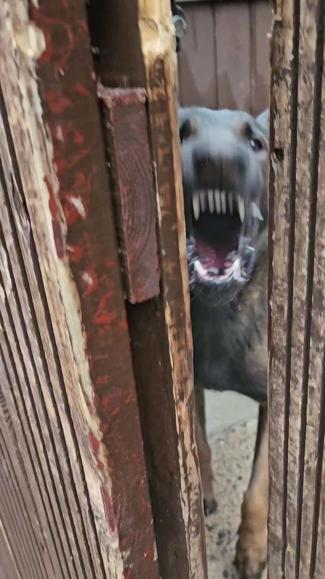 @K9Malinois