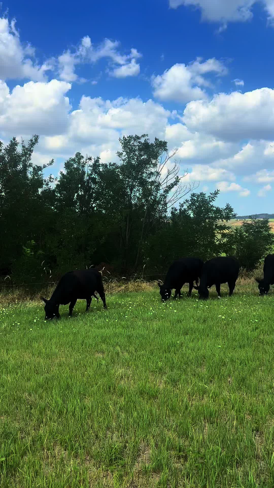 @aberdeen angus🇷🇴