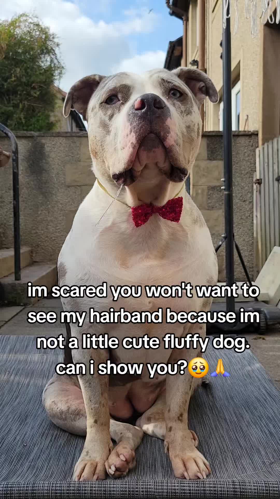 @kirsty+starlight the xl bully