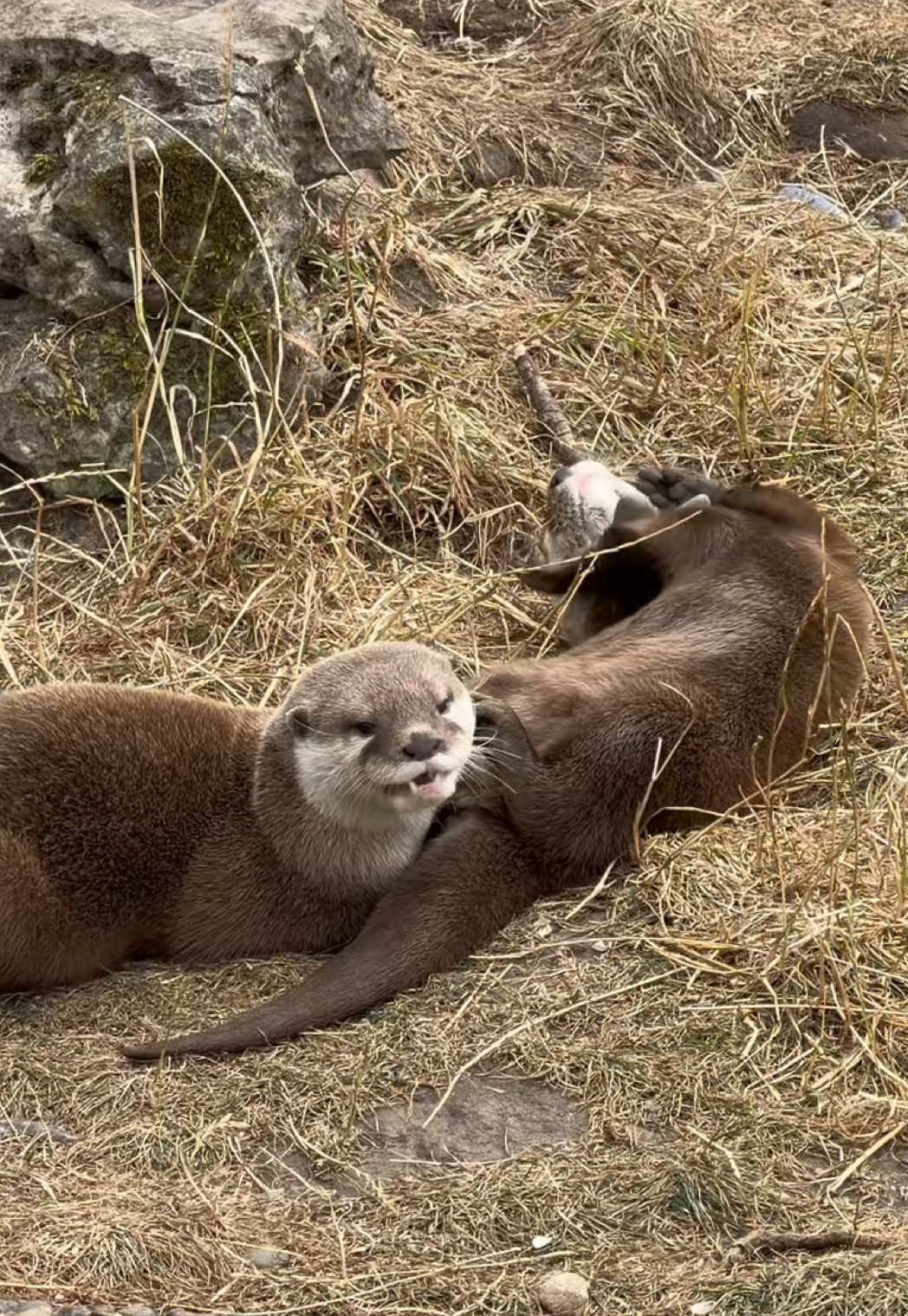 @Animals Travel Adventures