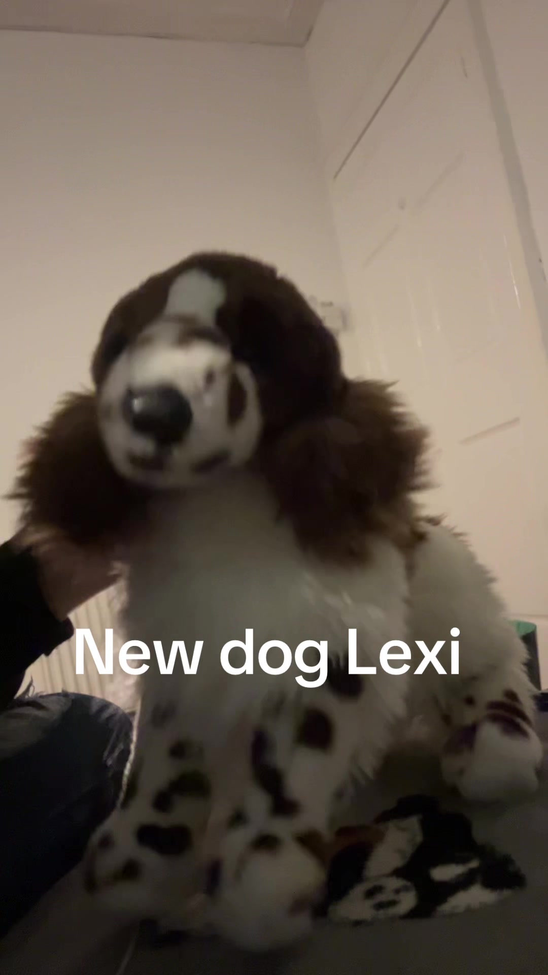 @bordercollieguy3