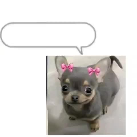 @a handsome chihuahua lover