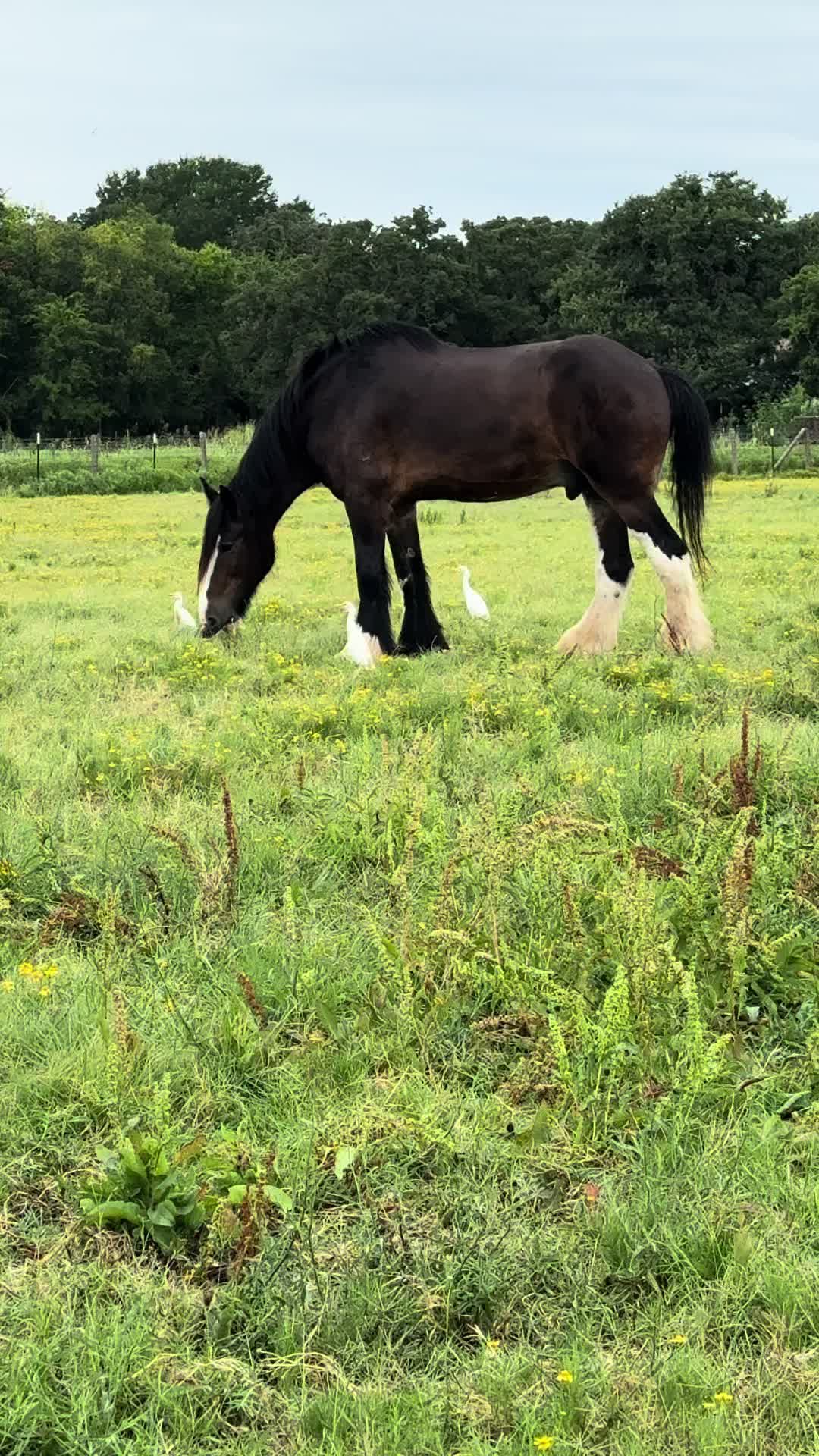 @Winston James The Clydesdale
