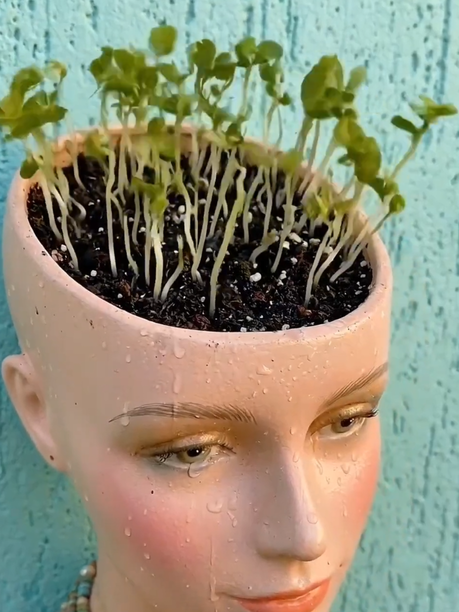 @PlantsLife