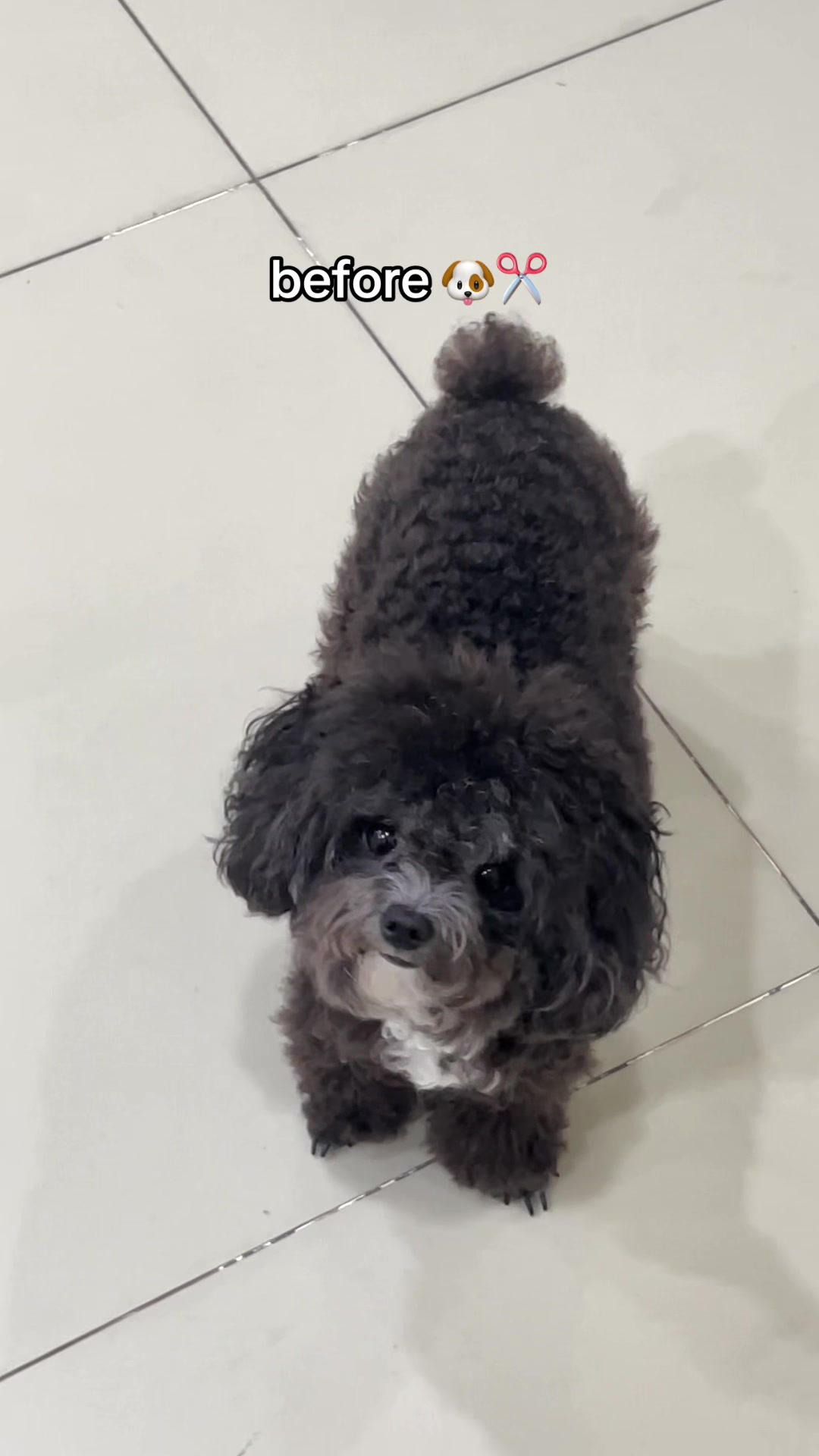 @chippi the poochon