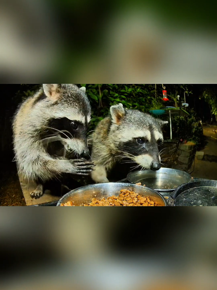 @crittersnackstation