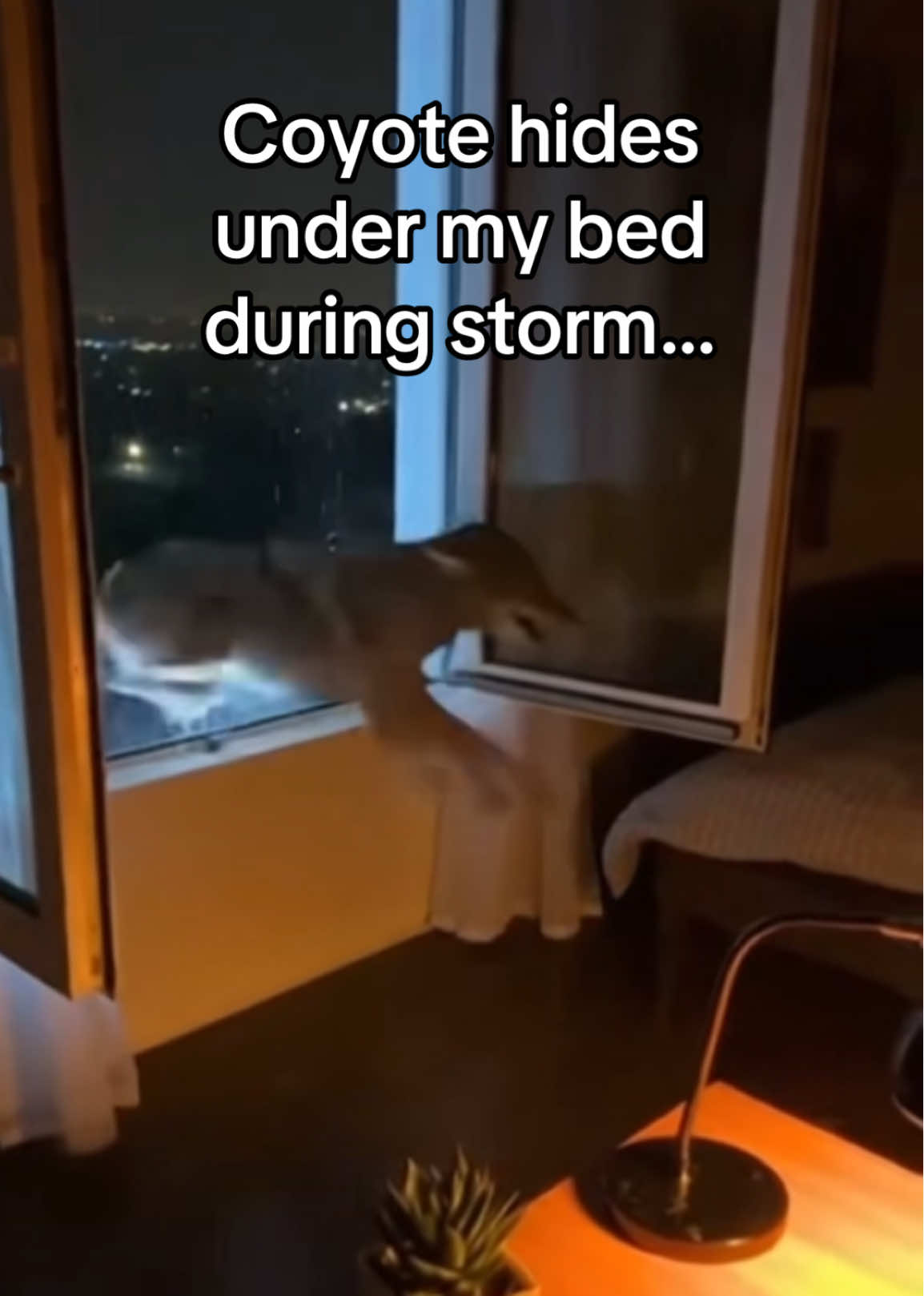 @AnimalWorld