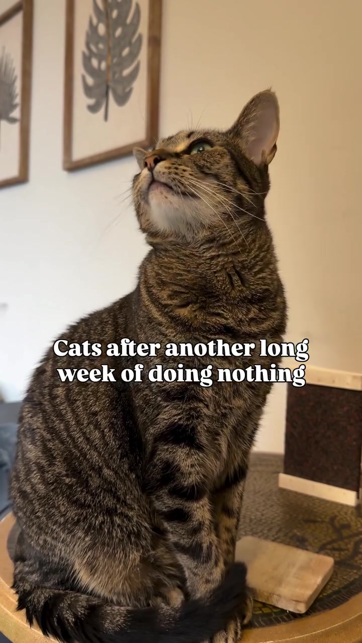 @Pepper the Rescue Cat 🐈⬛