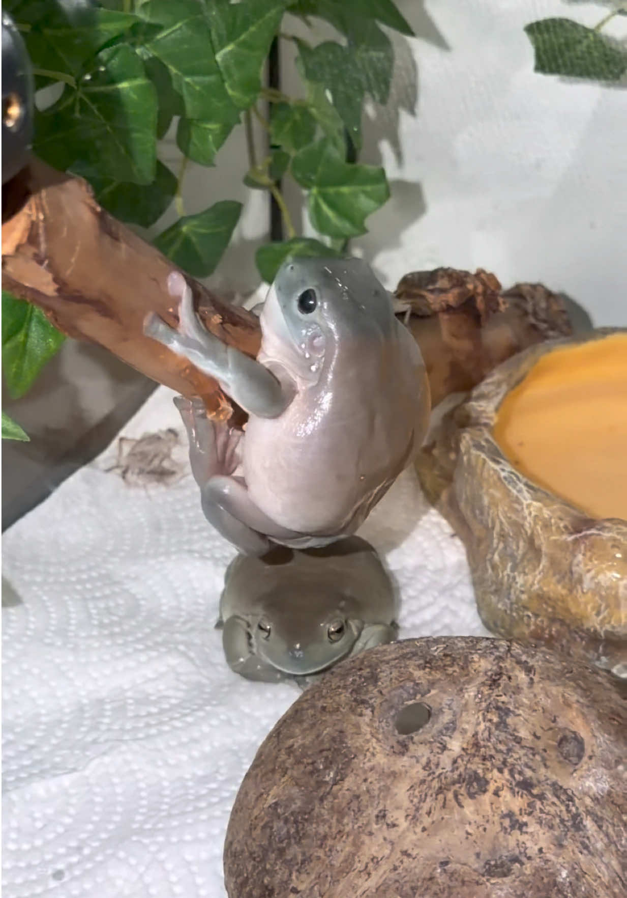 @Patthamapornkh