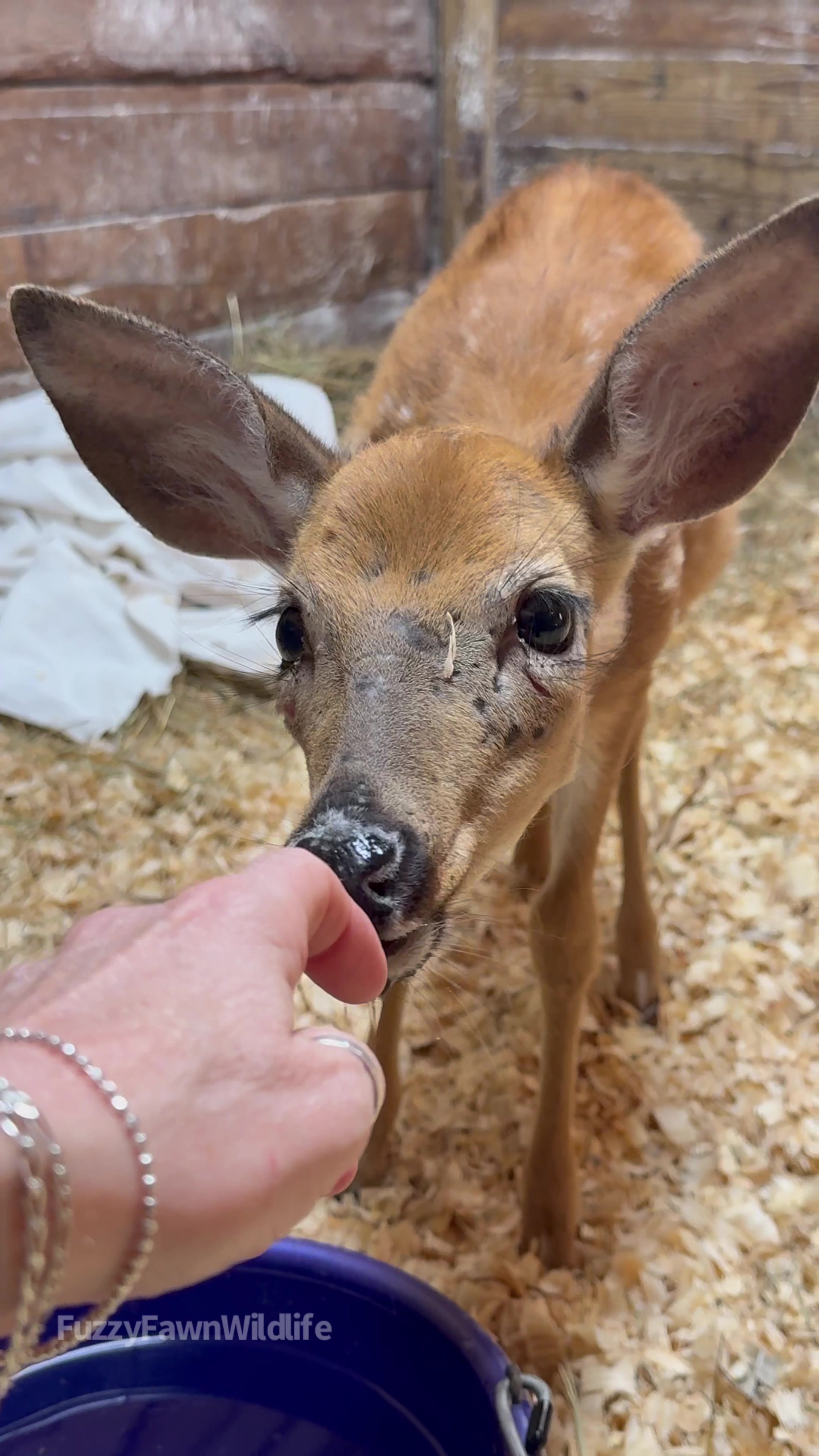 @Fuzzy Fawn Wildlife