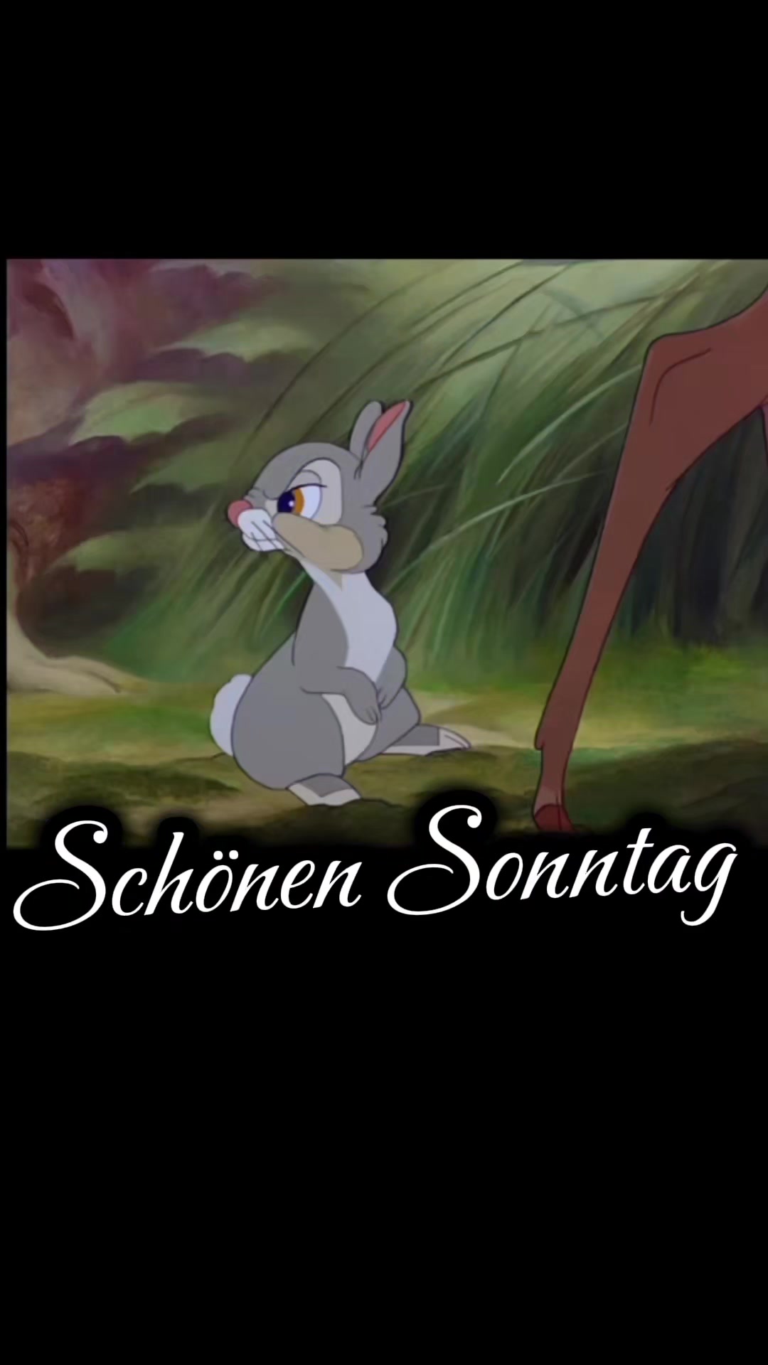 @zahnzaubermaeuschen
