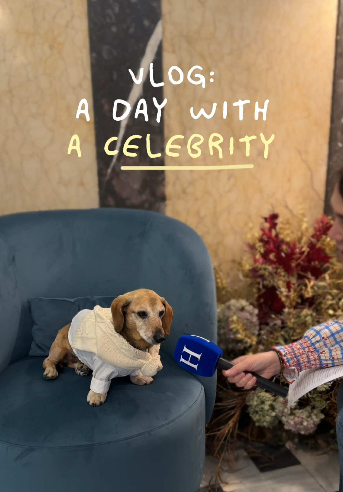 @Lucas The Dog