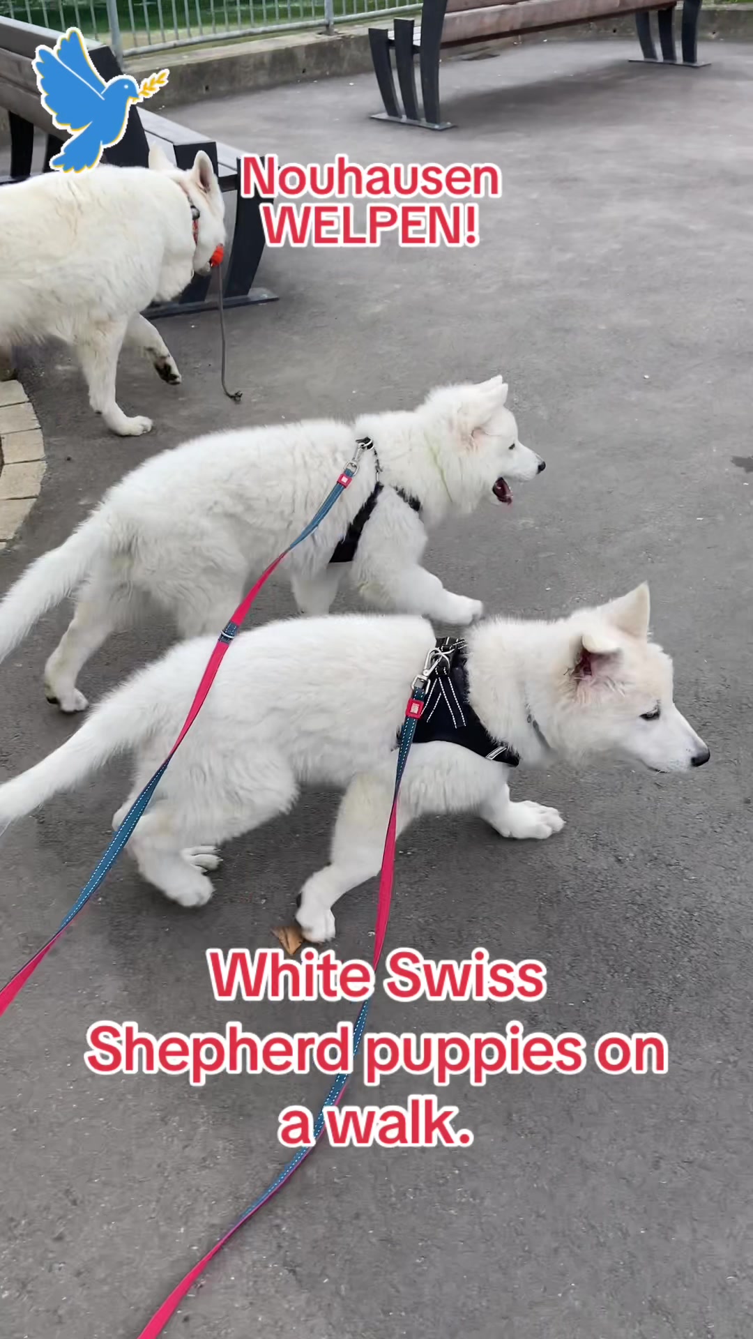 @white_ange_dog