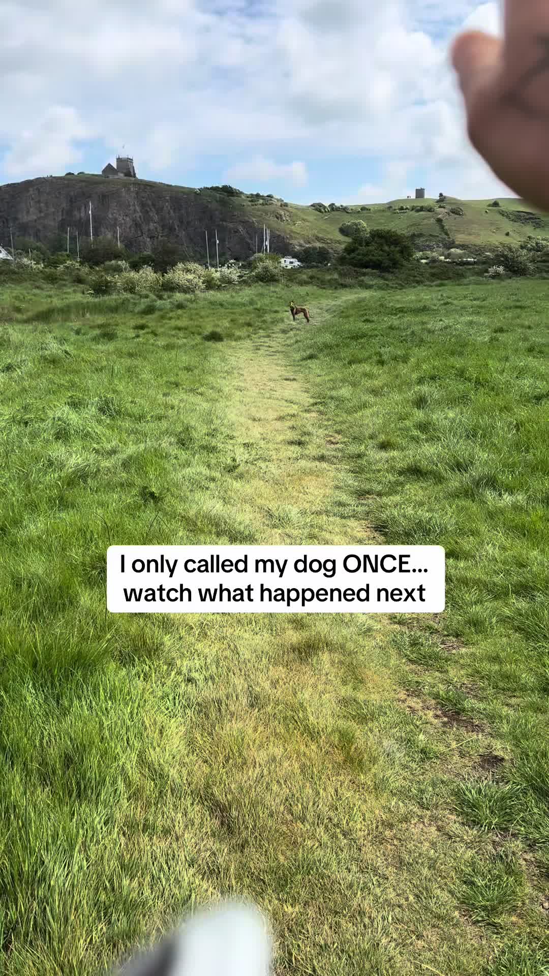 @Sam and her whippet