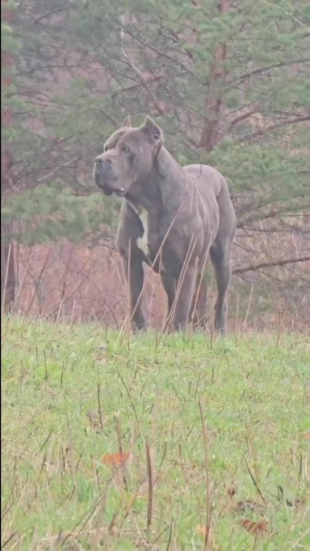 @CANE CORSO CLUB