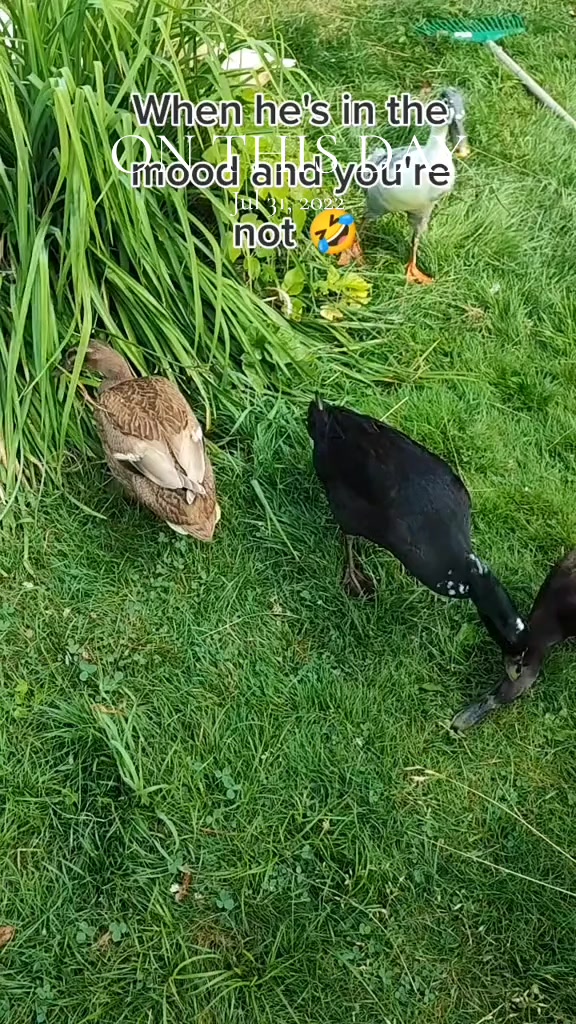 @The Doodle Quacks 🇸🇪🇬🇧🐔🦆