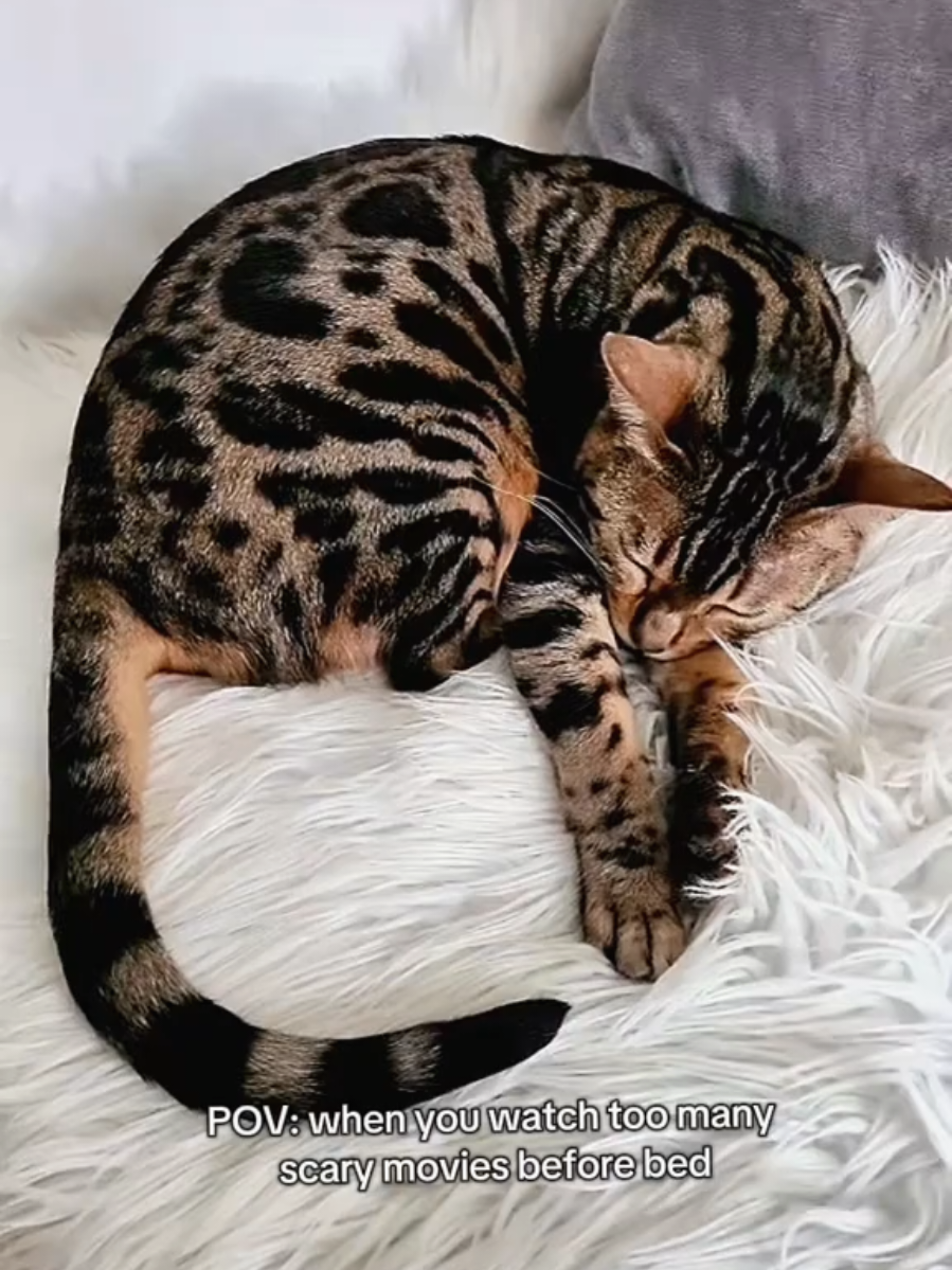 @Paris the Bengal cat