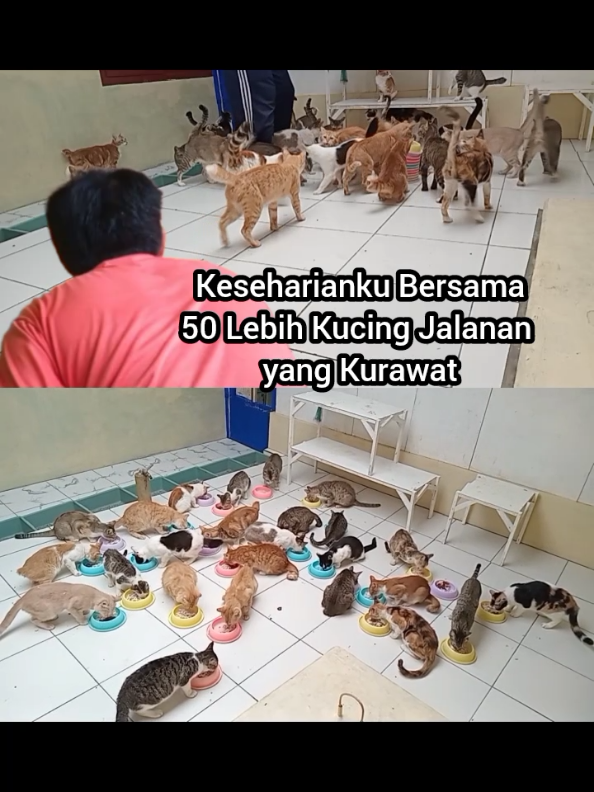 @Kucing Rumah Ronal
