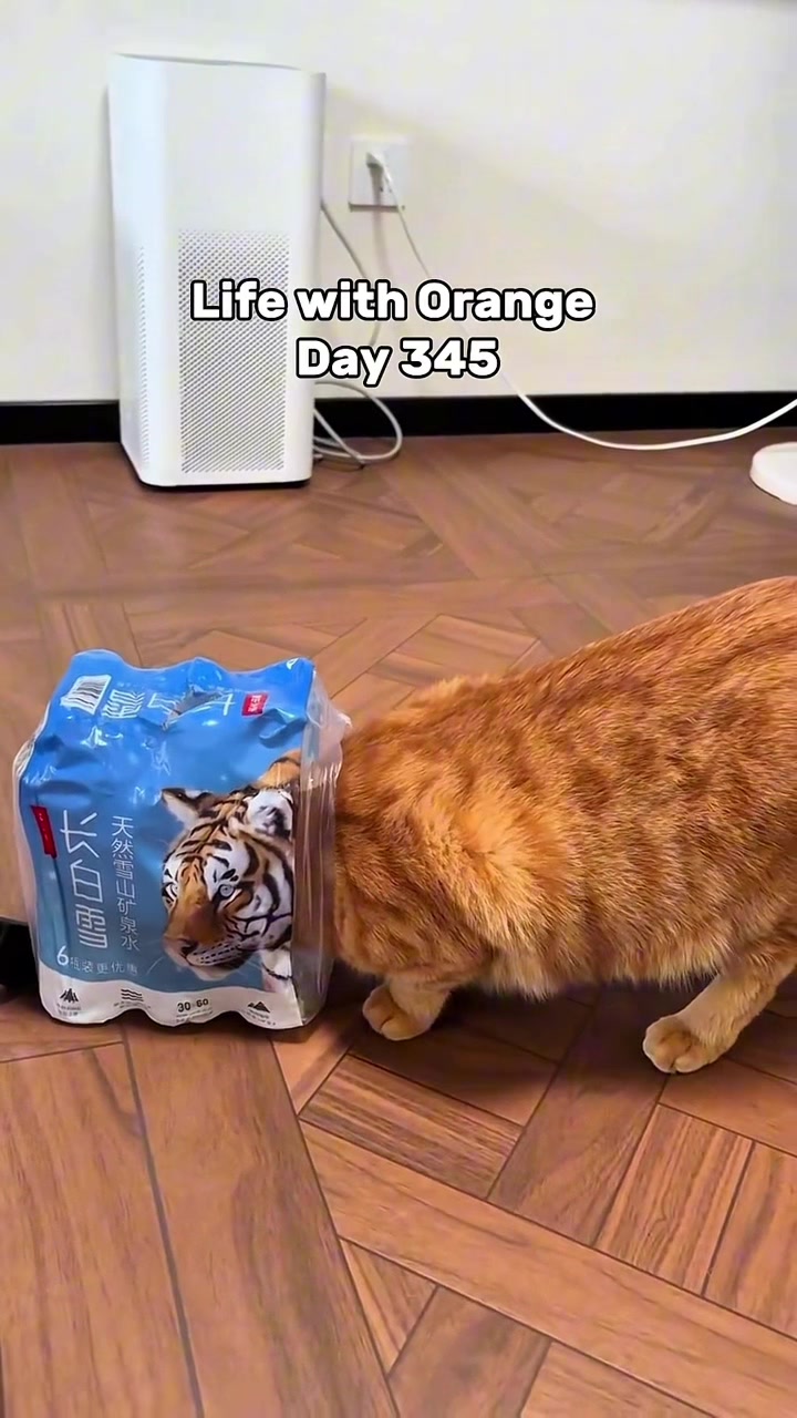 @Mitay_cat