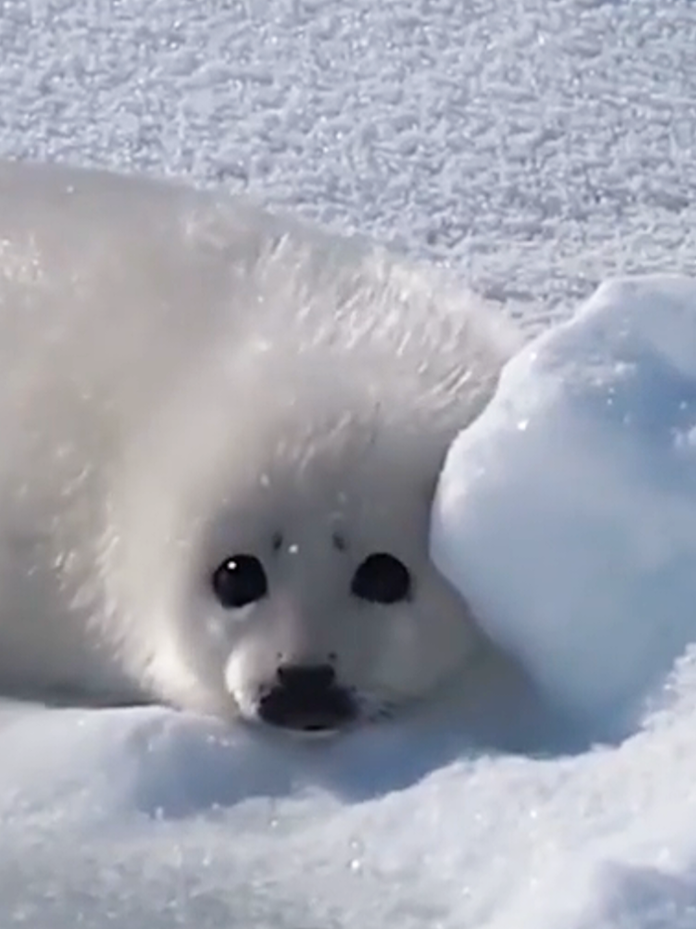 @🩷🎀 seal 🦭🩷