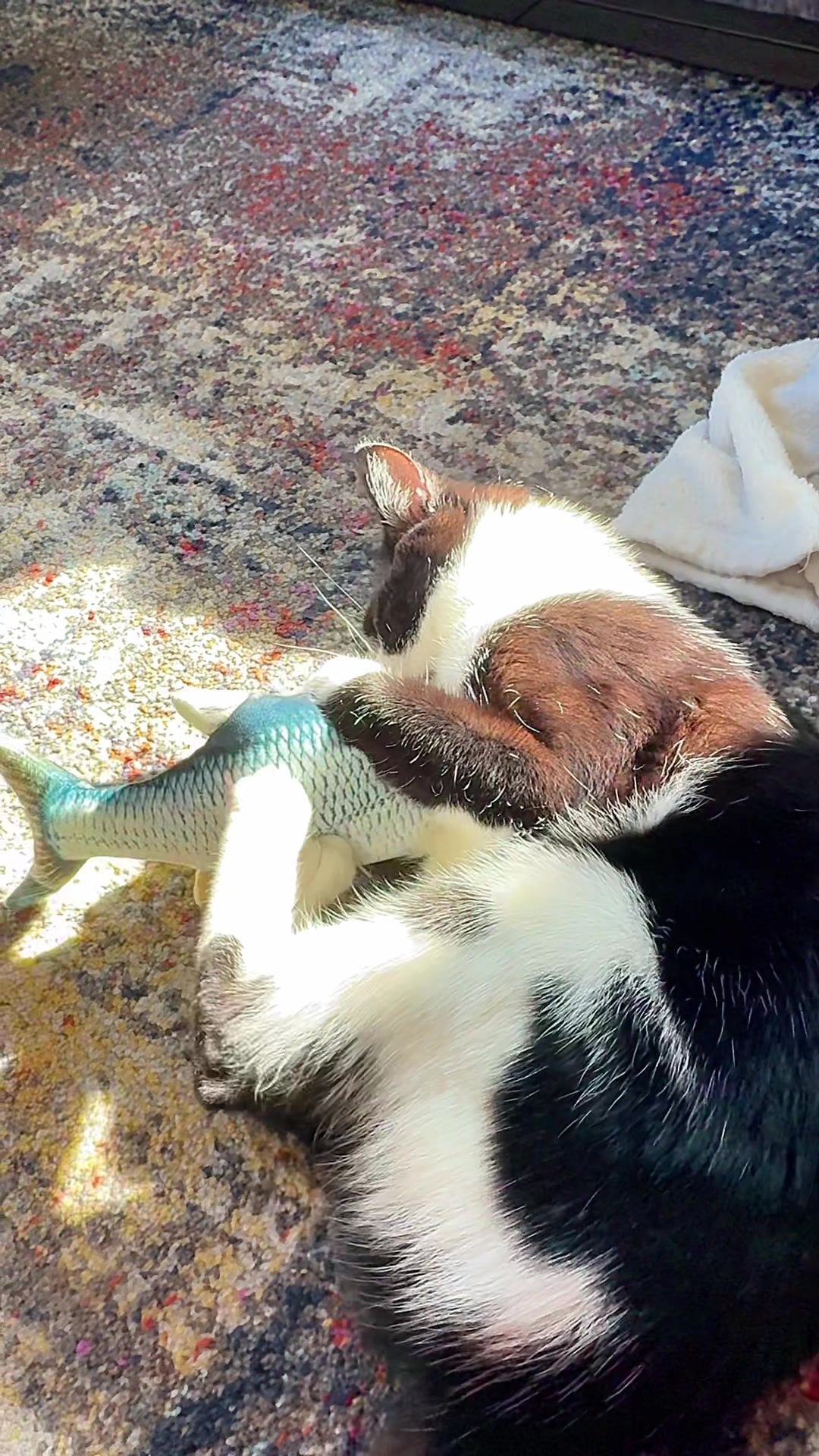 @Chibi.the.cat