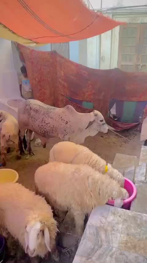 @درویش لوگ