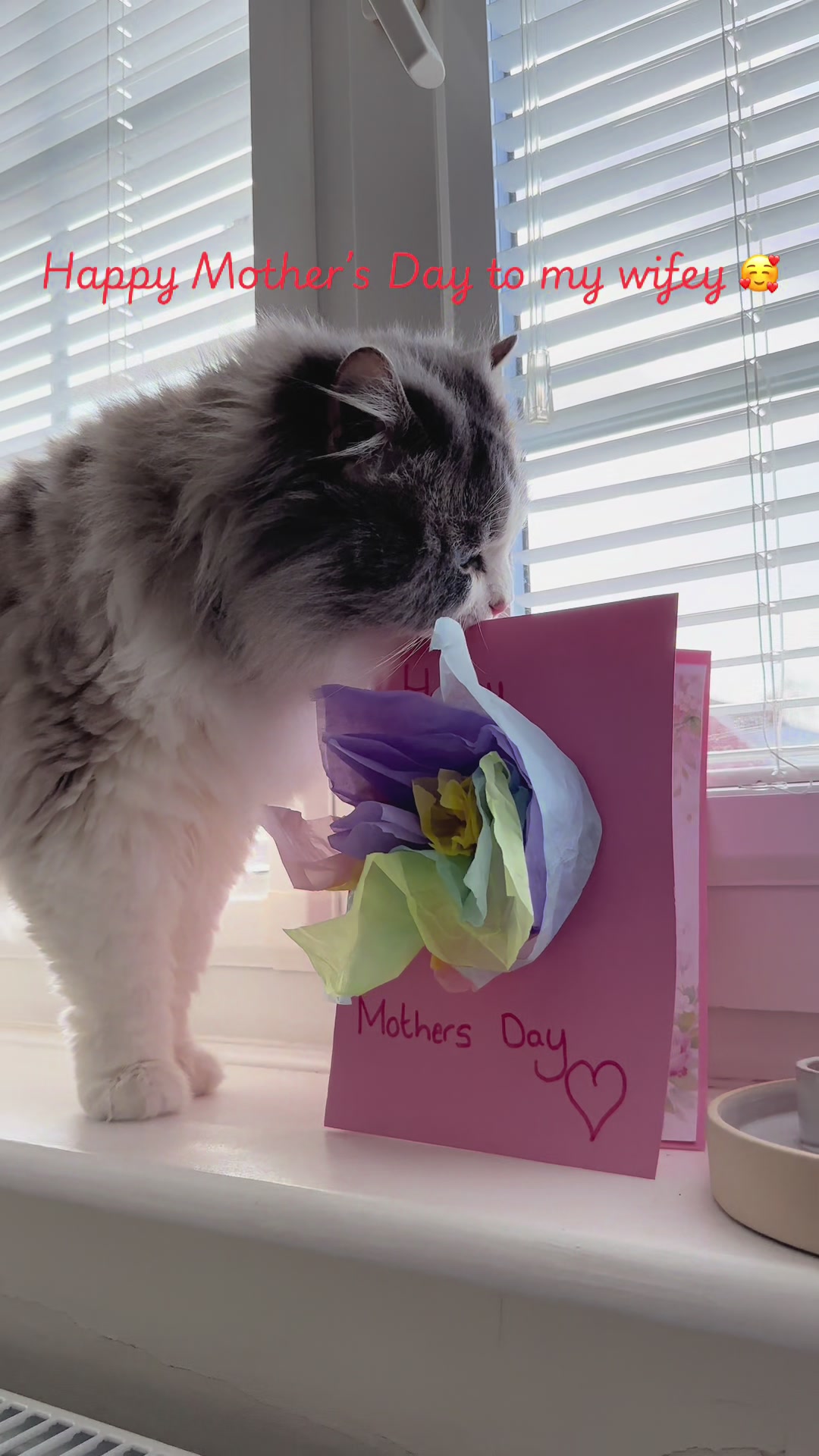 @Daisy The Cat