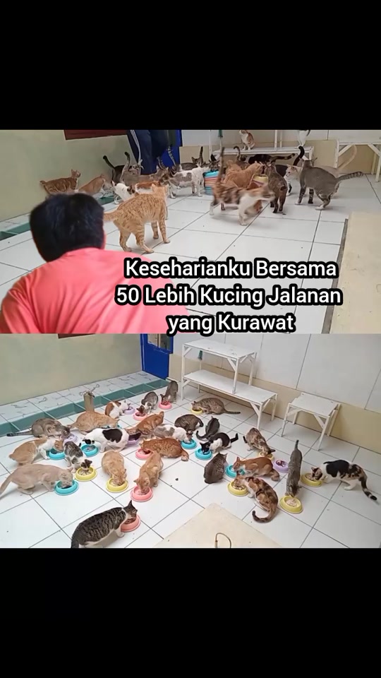 @Kucing Rumah Ronal