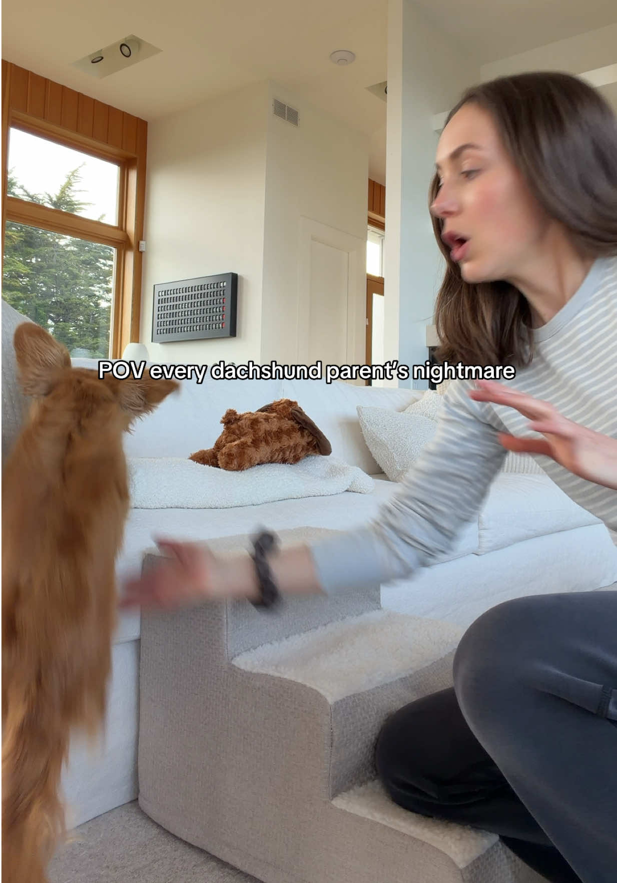 @cashewdachshund