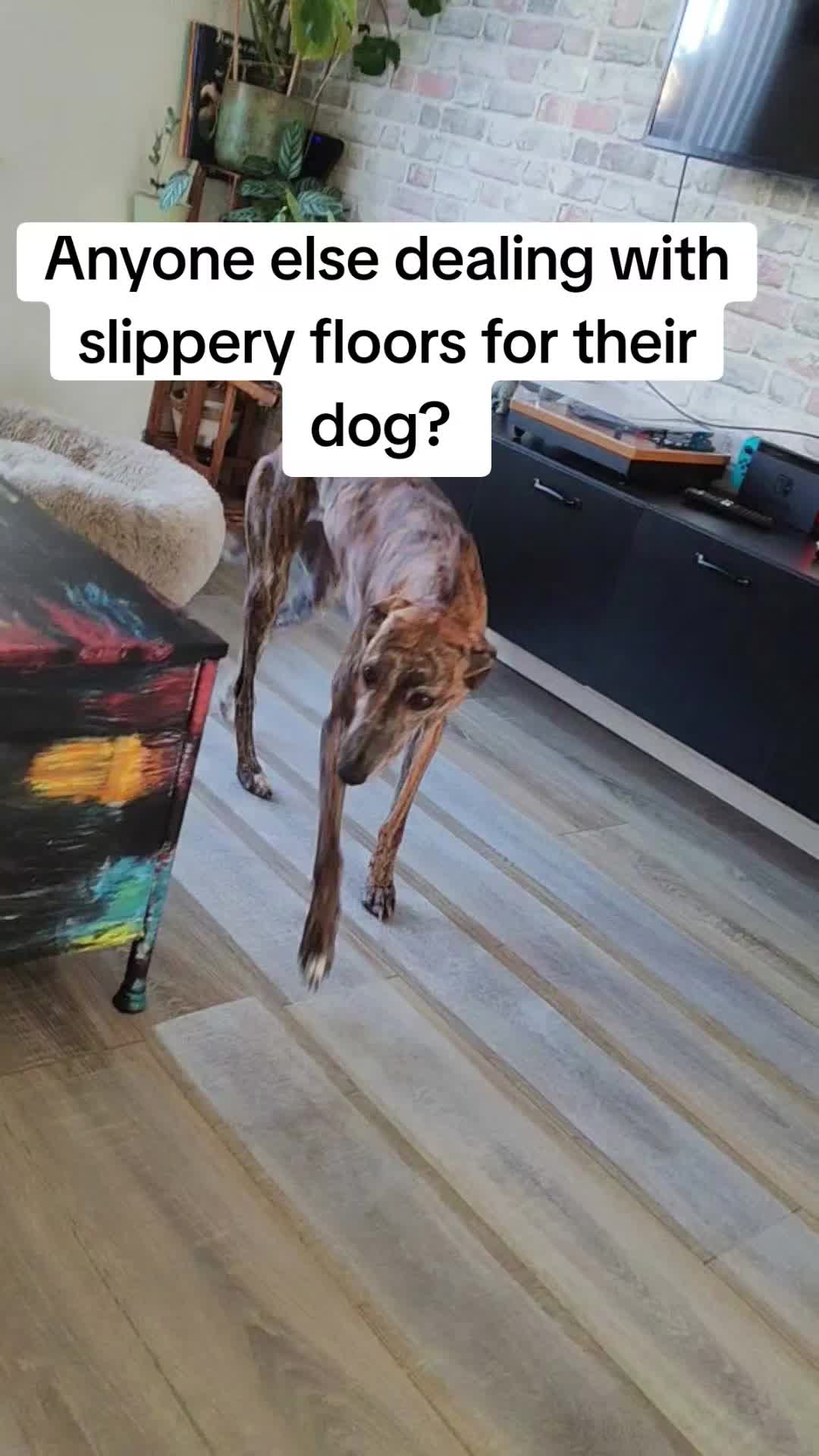 @LollyTheStrayDog