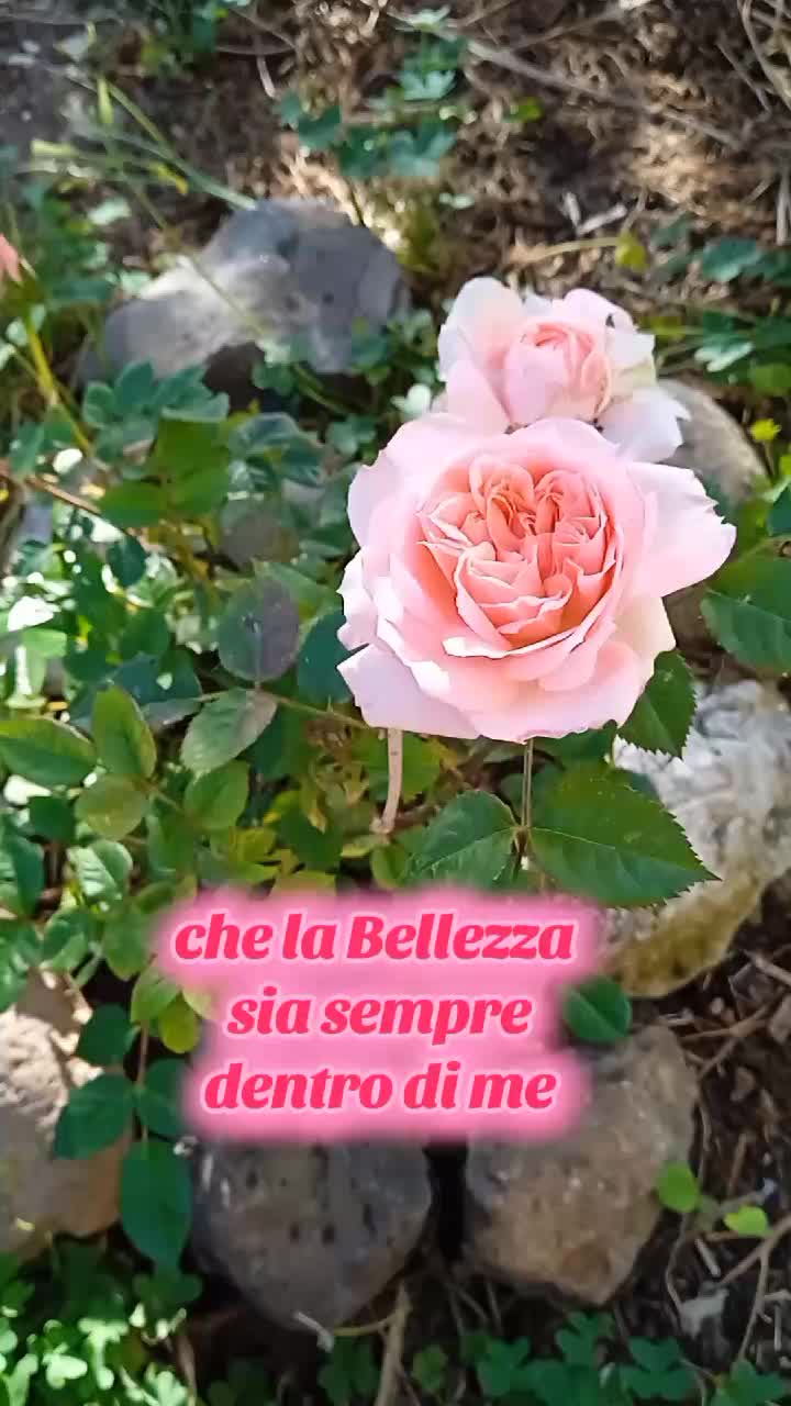 @TeresaGarauShow