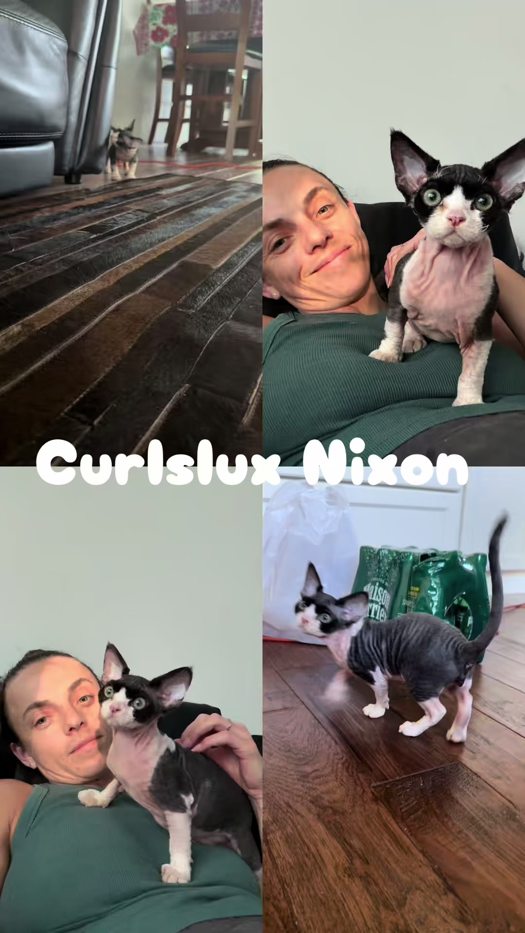 @Curlslux cattery!!๐บ๐ธ