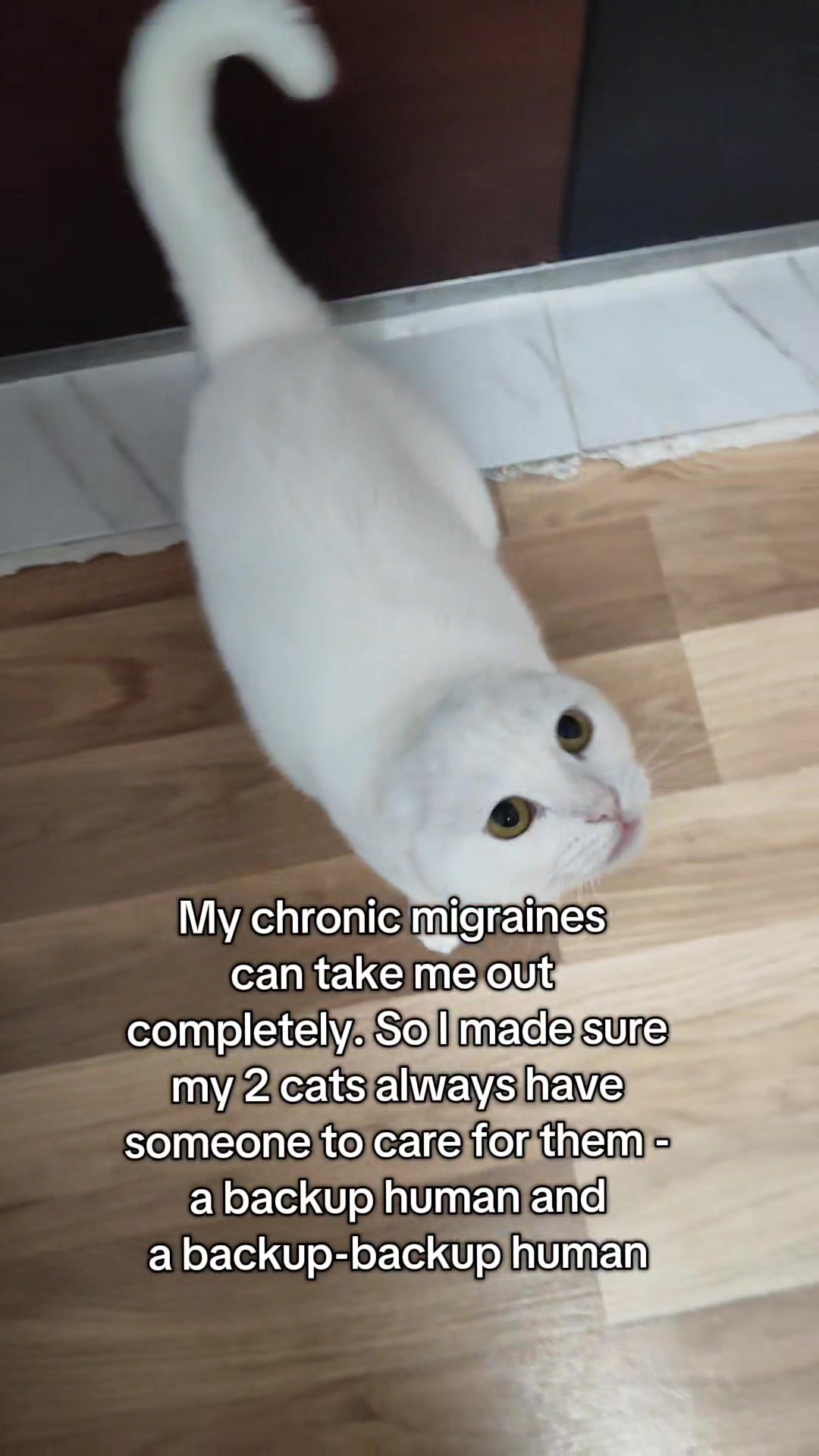 @Fluffy and Pixie