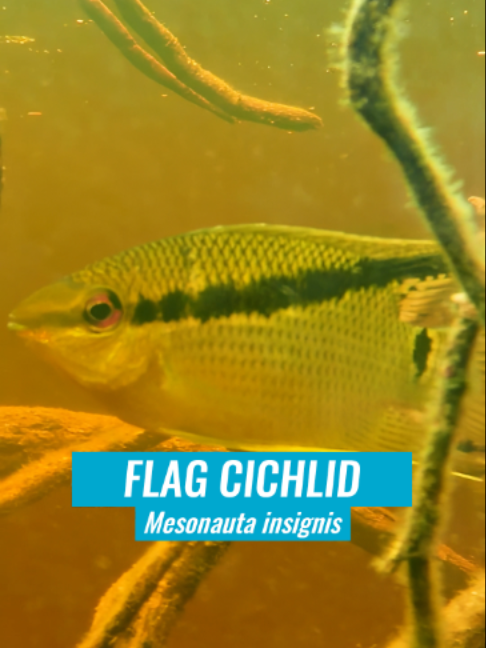 @Fishipedia world