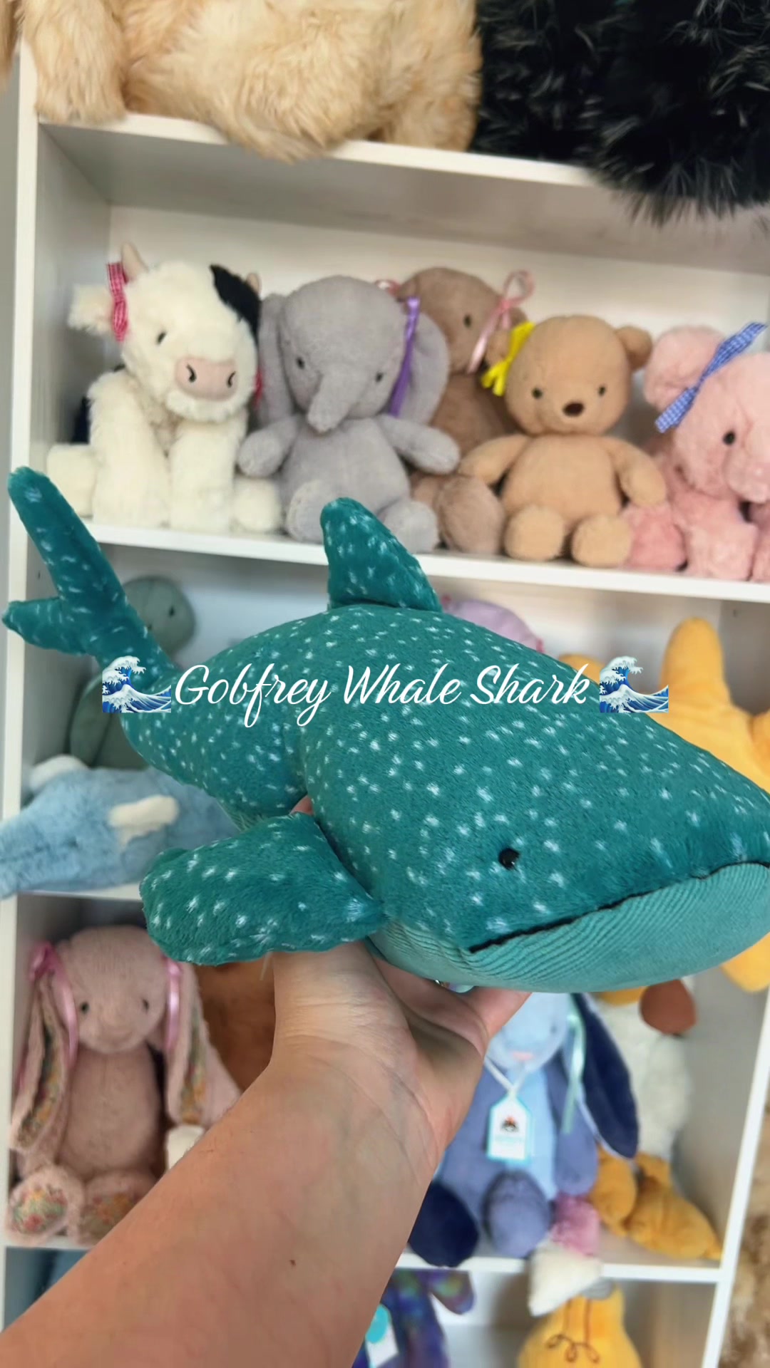 @DarceysJellycats✨
